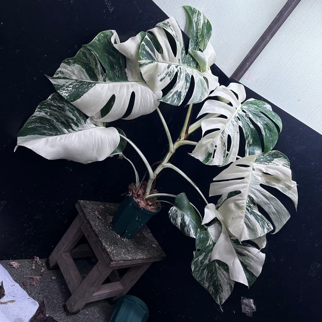d*0様 斑入りモンステラ ホワイトタイガー極美大株69cm白斑多