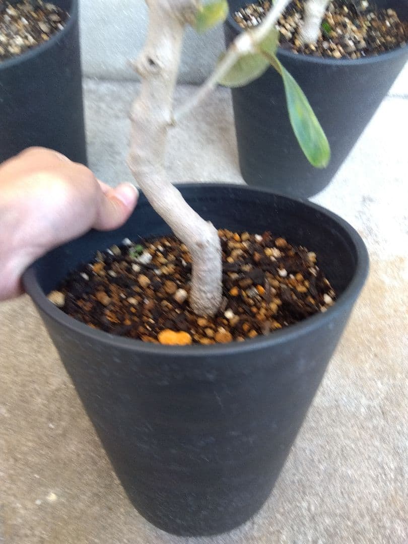 オリーブ　盆栽　6号鉢つき　3鉢セット❗　⑧