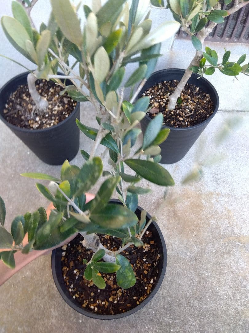 オリーブ　盆栽　6号鉢つき　3鉢セット❗　⑧