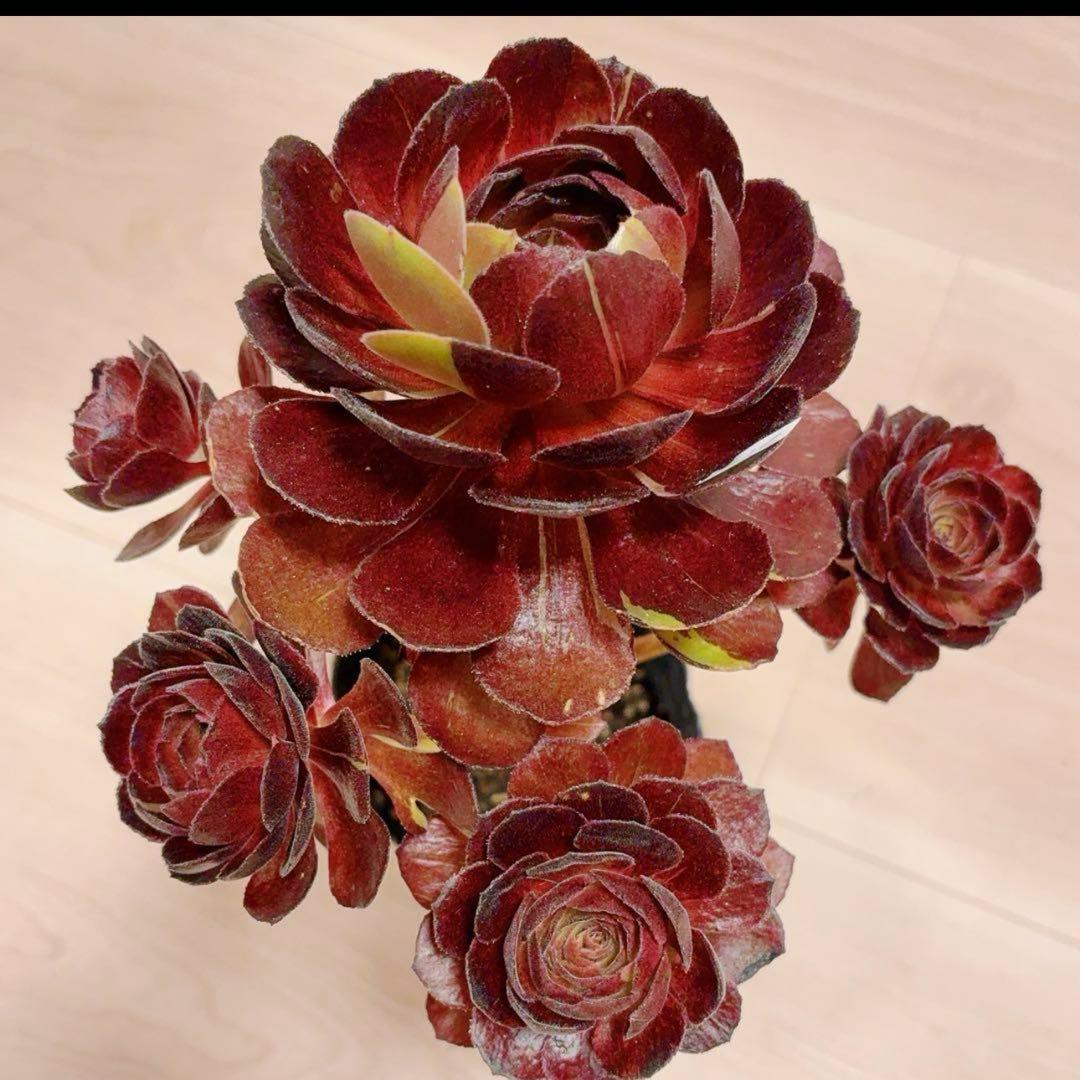 51#多肉植物アエオニウム❤️ 花顏黒牡丹 ❤️1大頭5小　頭23cm拨き苗