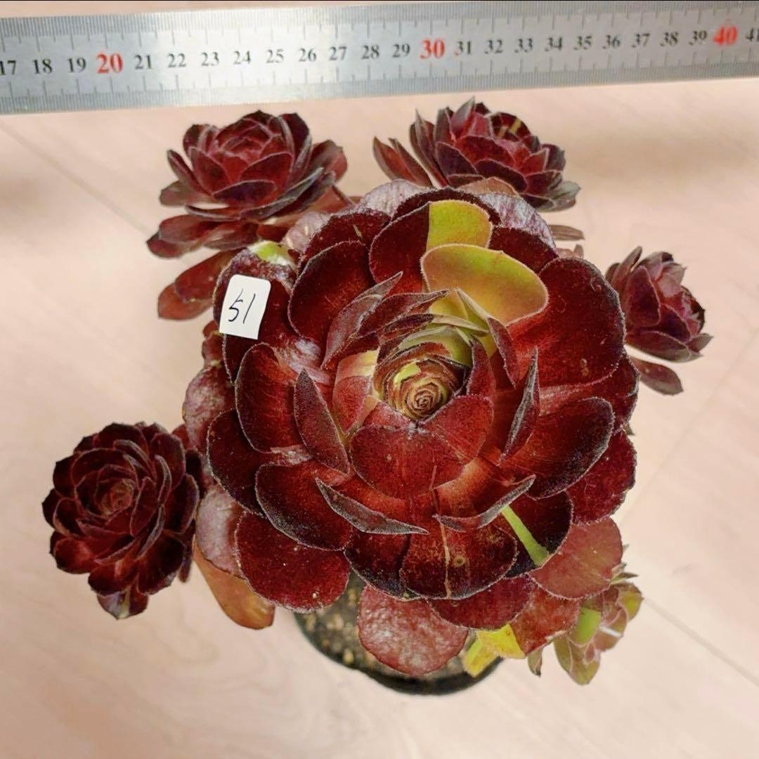 51#多肉植物アエオニウム❤️ 花顏黒牡丹 ❤️1大頭5小　頭23cm拨き苗