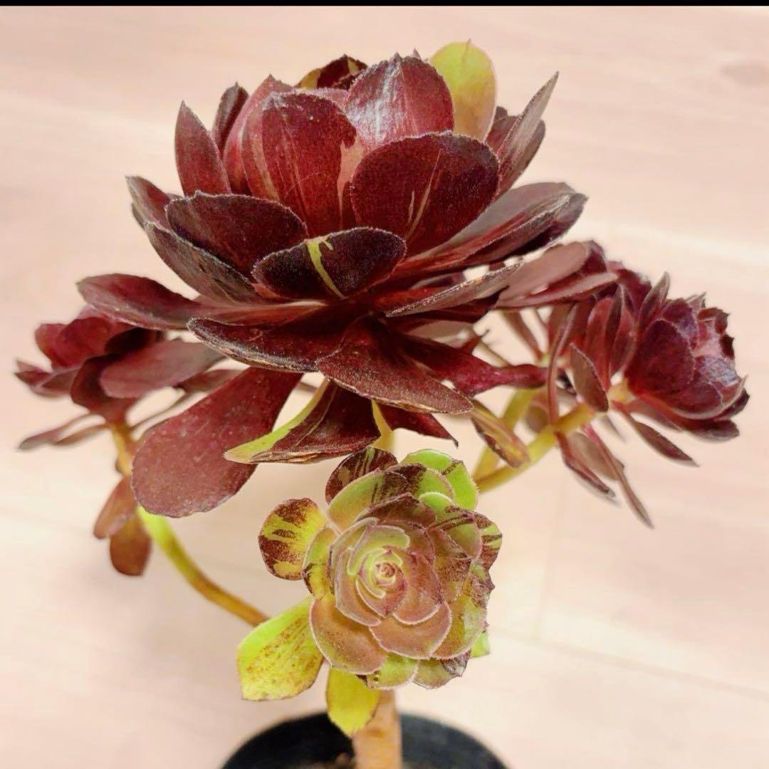 51#多肉植物アエオニウム❤️ 花顏黒牡丹 ❤️1大頭5小　頭23cm拨き苗