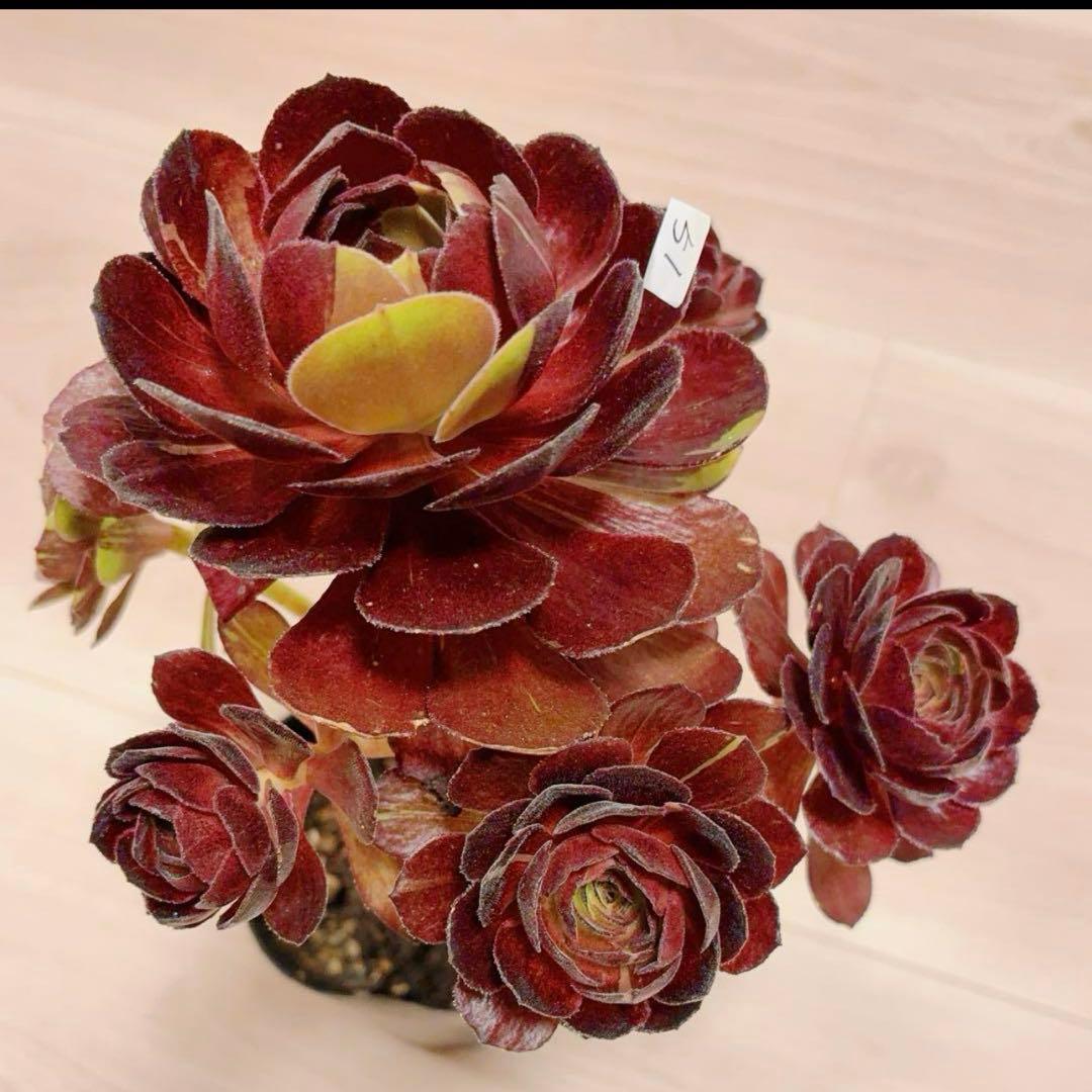 51#多肉植物アエオニウム❤️ 花顏黒牡丹 ❤️1大頭5小　頭23cm拨き苗