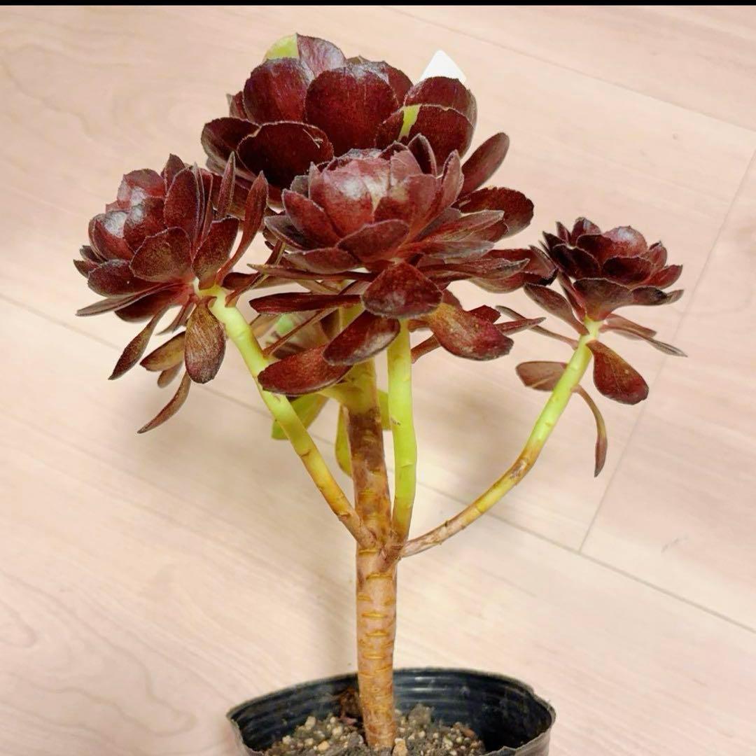 51#多肉植物アエオニウム❤️ 花顏黒牡丹 ❤️1大頭5小　頭23cm拨き苗