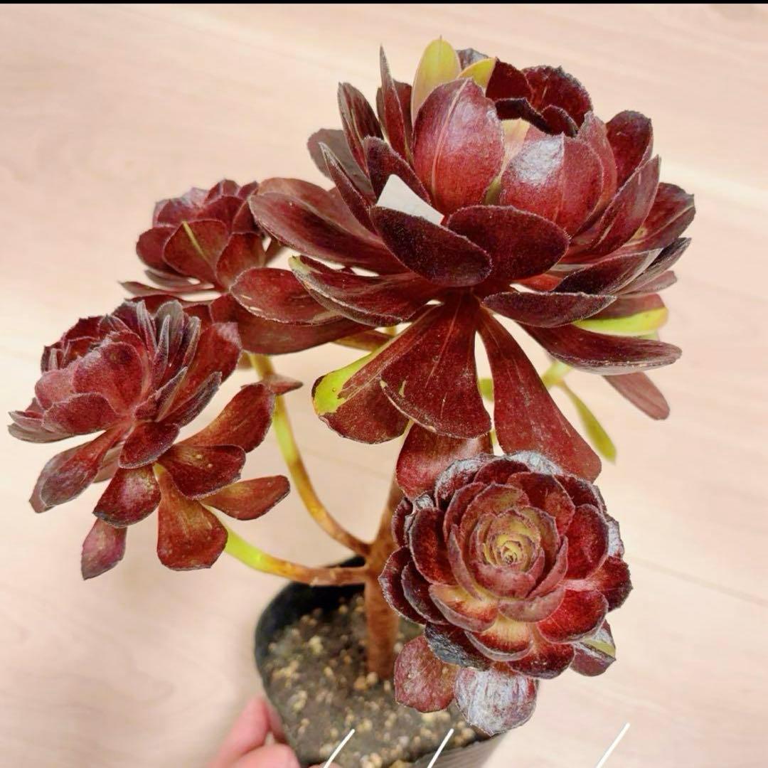 51#多肉植物アエオニウム❤️ 花顏黒牡丹 ❤️1大頭5小　頭23cm拨き苗