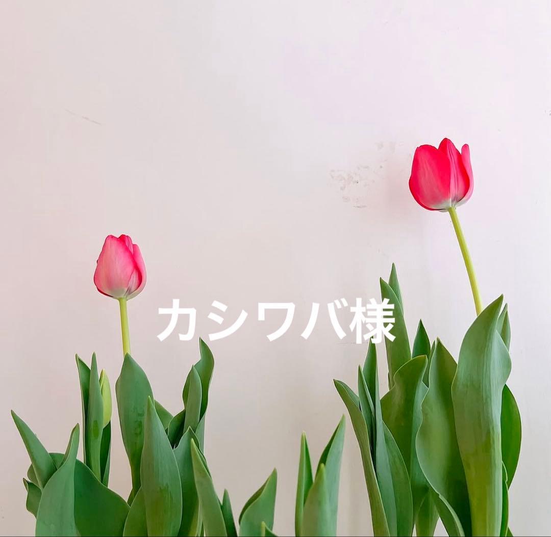 カシワバ　おまとめです