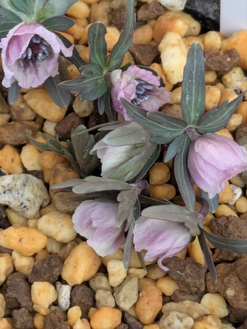 B.セツブンソウ 赤花 6花 - メルカリ