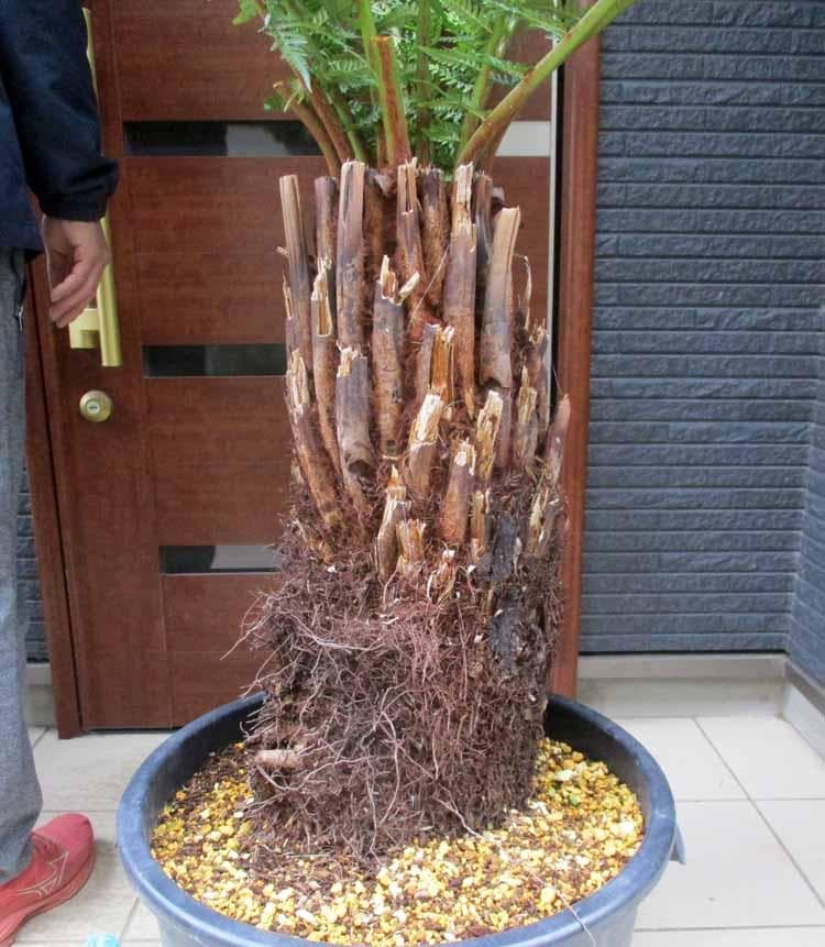 【現品】大株　ディクソニア　アンタルティカ　16号相当　発根済　EJ番