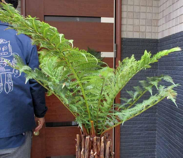 【現品】大株　ディクソニア　アンタルティカ　16号相当　発根済　EJ番