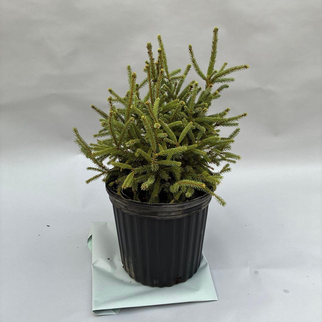 カナダトウヒ　エキニフォルミス