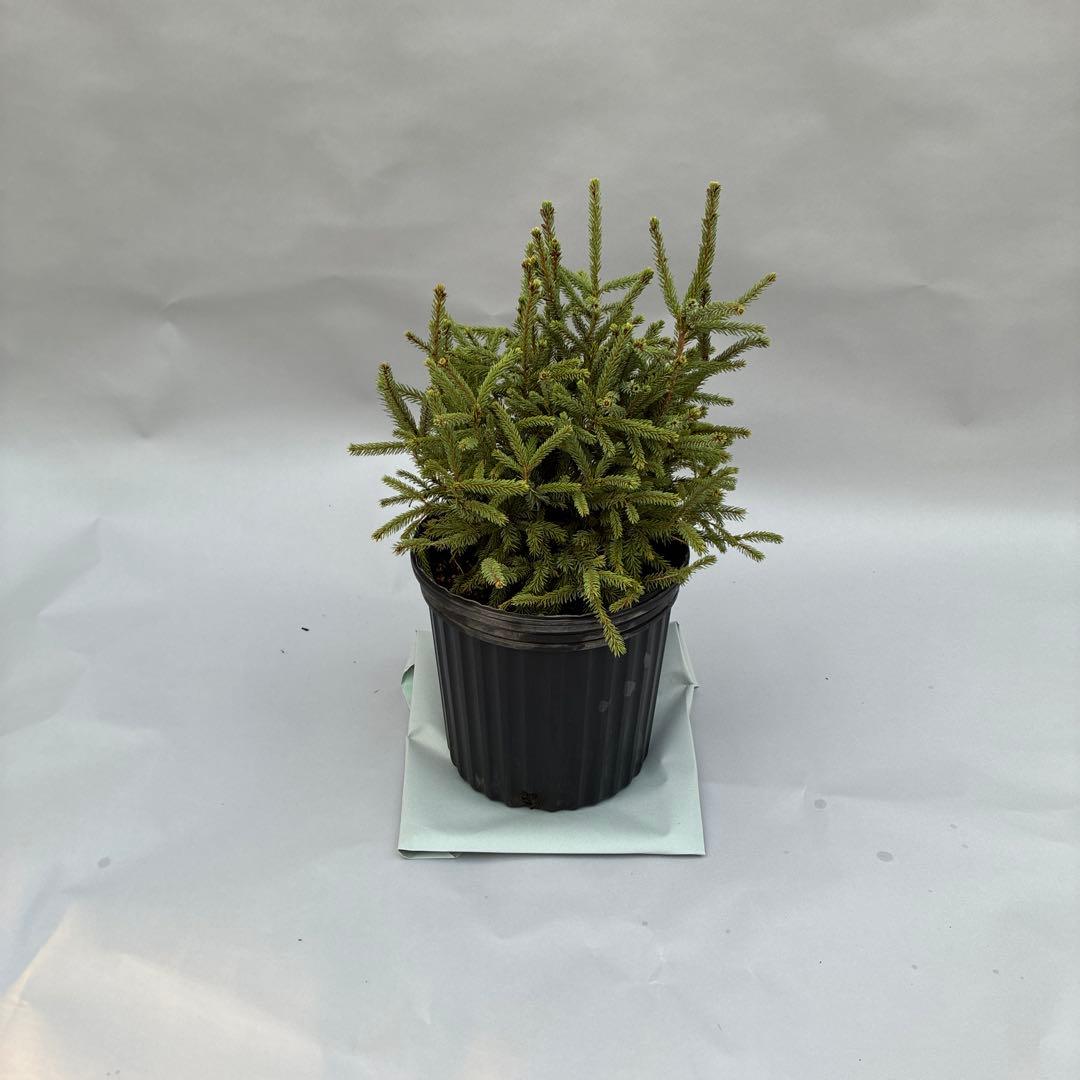 カナダトウヒ　エキニフォルミス