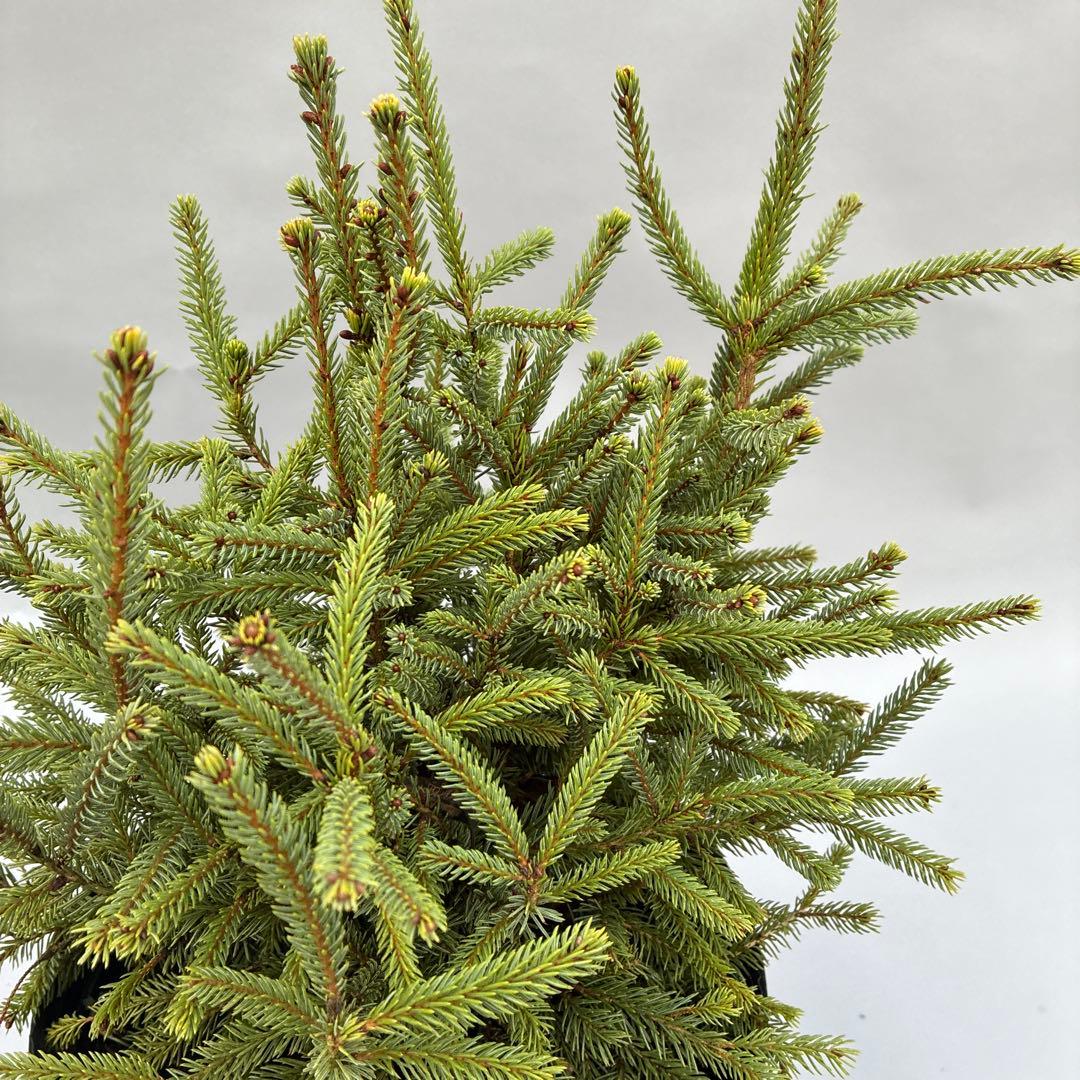 カナダトウヒ　エキニフォルミス