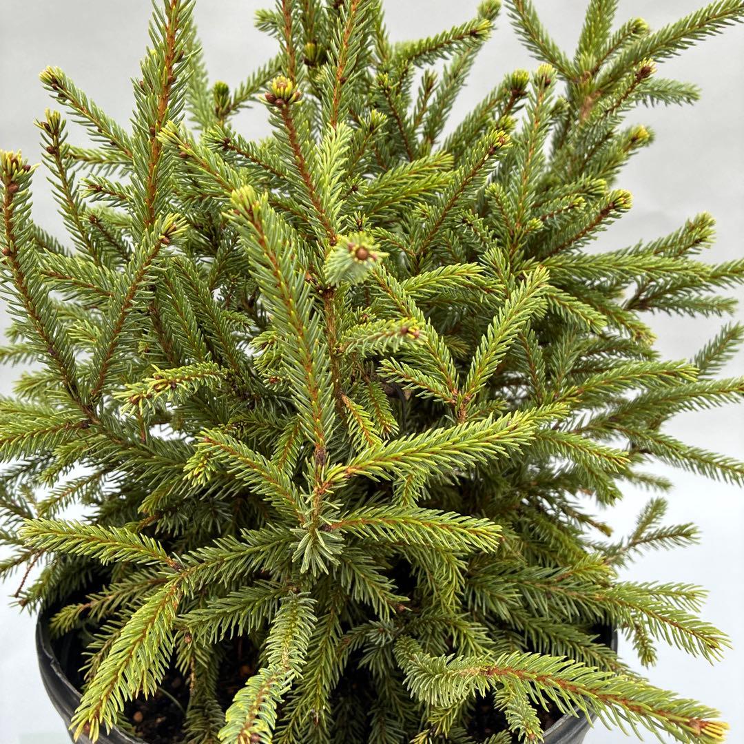 カナダトウヒ　エキニフォルミス