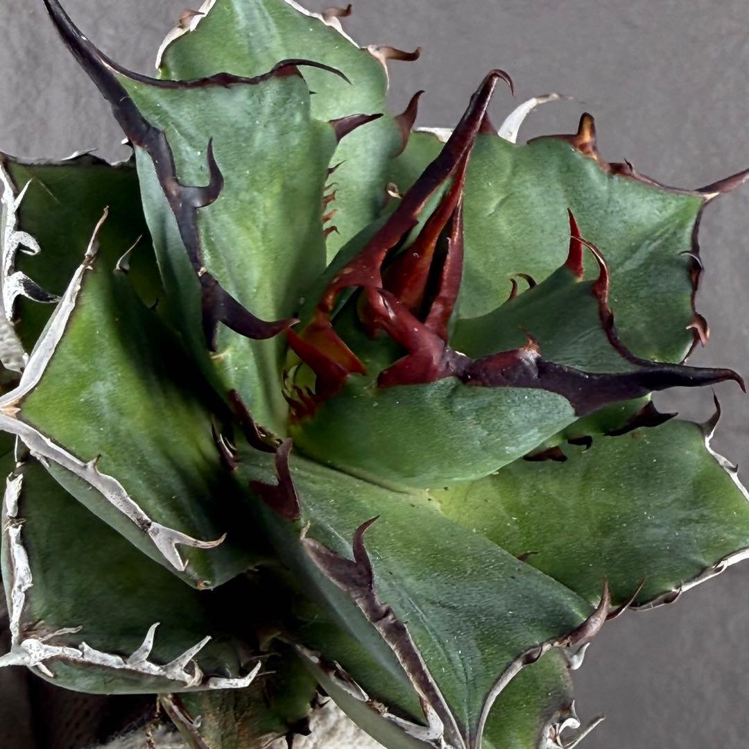 アガベ チタノタ “ハデス”】超黒甲/OC極上株 /H-1 - メルカリ