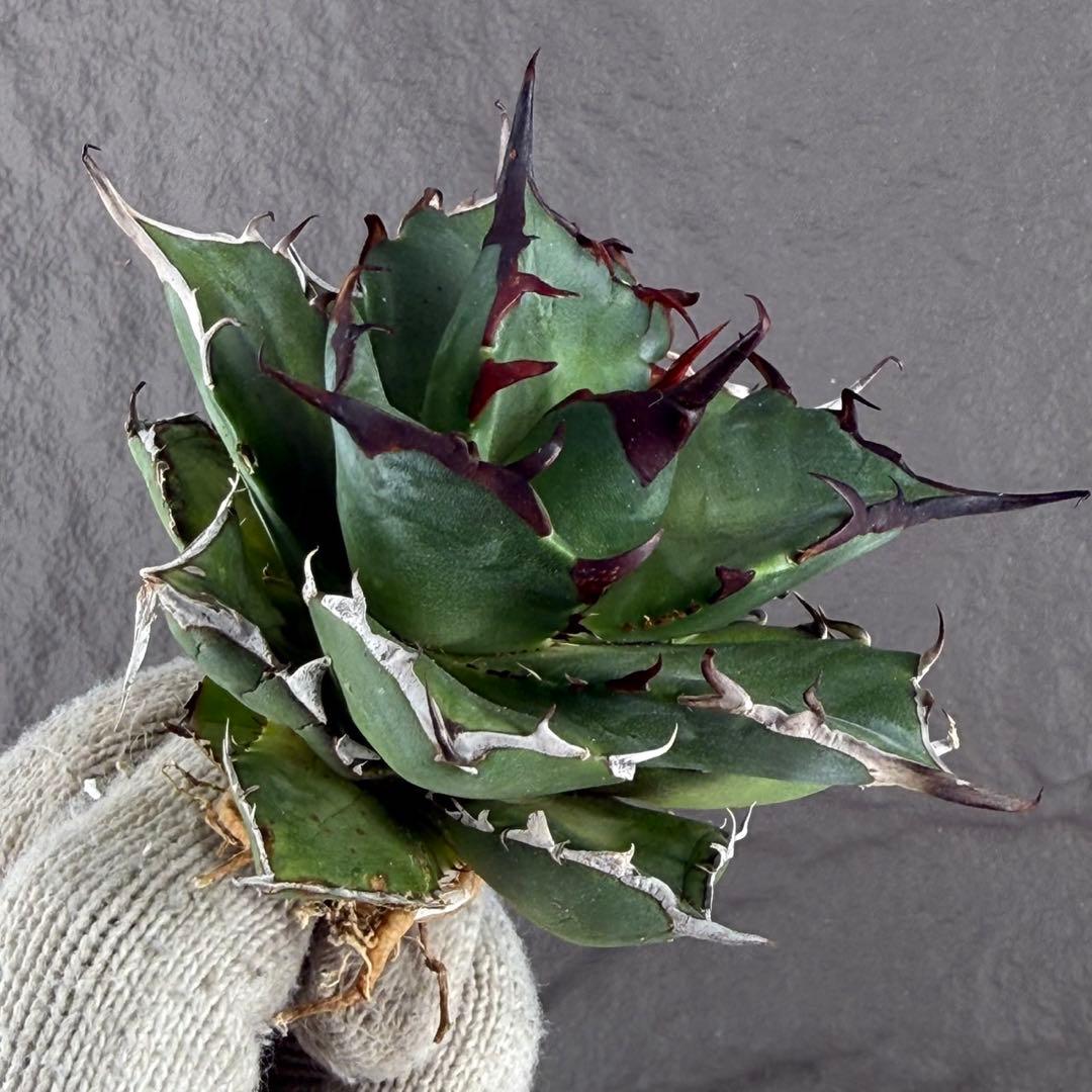 アガベ チタノタ “ハデス”】超黒甲/OC極上株 /H-1 - メルカリ