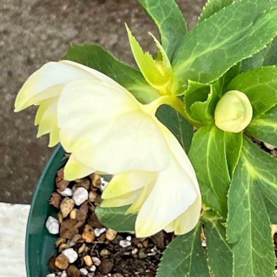 バ*カ様 ☘️ラスト2☘️最新超レア☘️根充実❤️沢山新芽元気株❤️3231⭐️