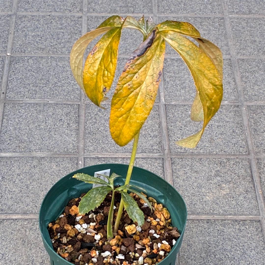 バ*カ様 ☘️ラスト2☘️最新超レア☘️根充実❤️沢山新芽元気株❤️3231⭐️