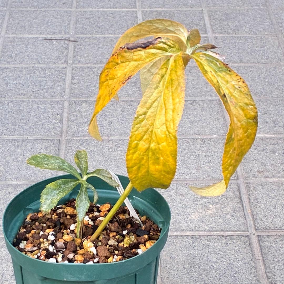 バ*カ様 ☘️ラスト2☘️最新超レア☘️根充実❤️沢山新芽元気株❤️3231⭐️