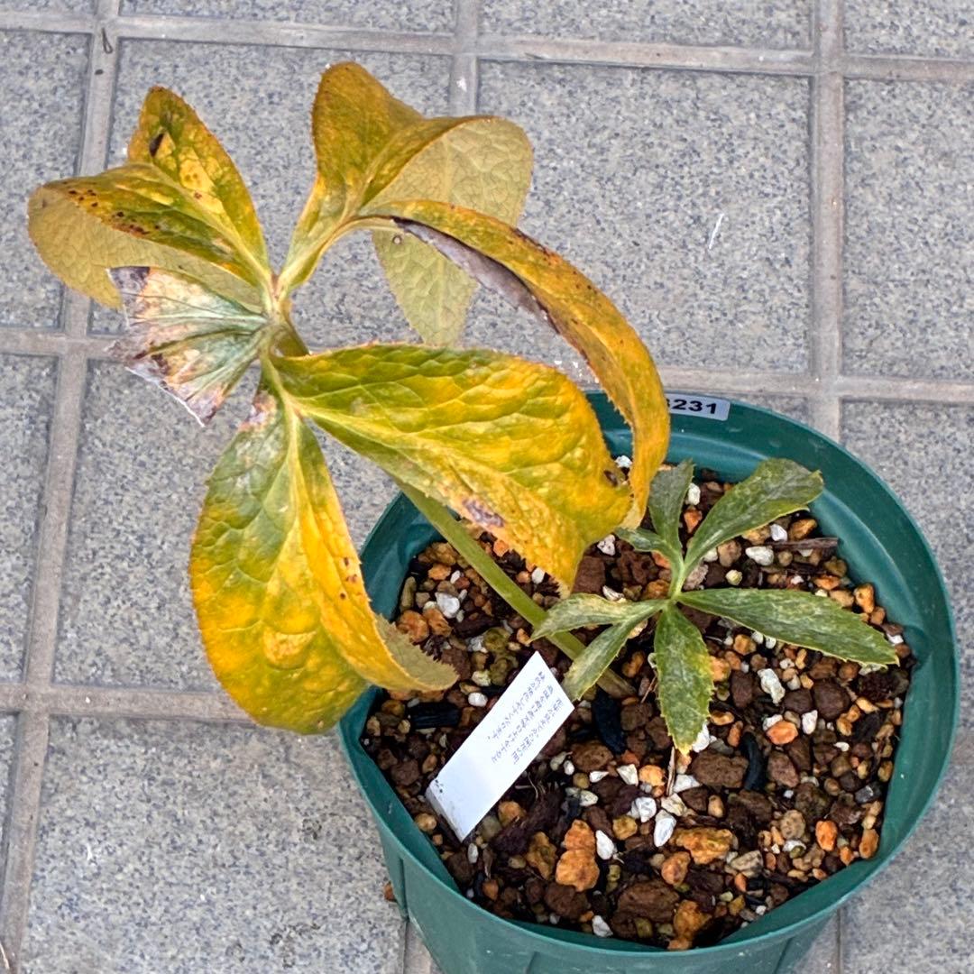 バ*カ様 ☘️ラスト2☘️最新超レア☘️根充実❤️沢山新芽元気株❤️3231⭐️