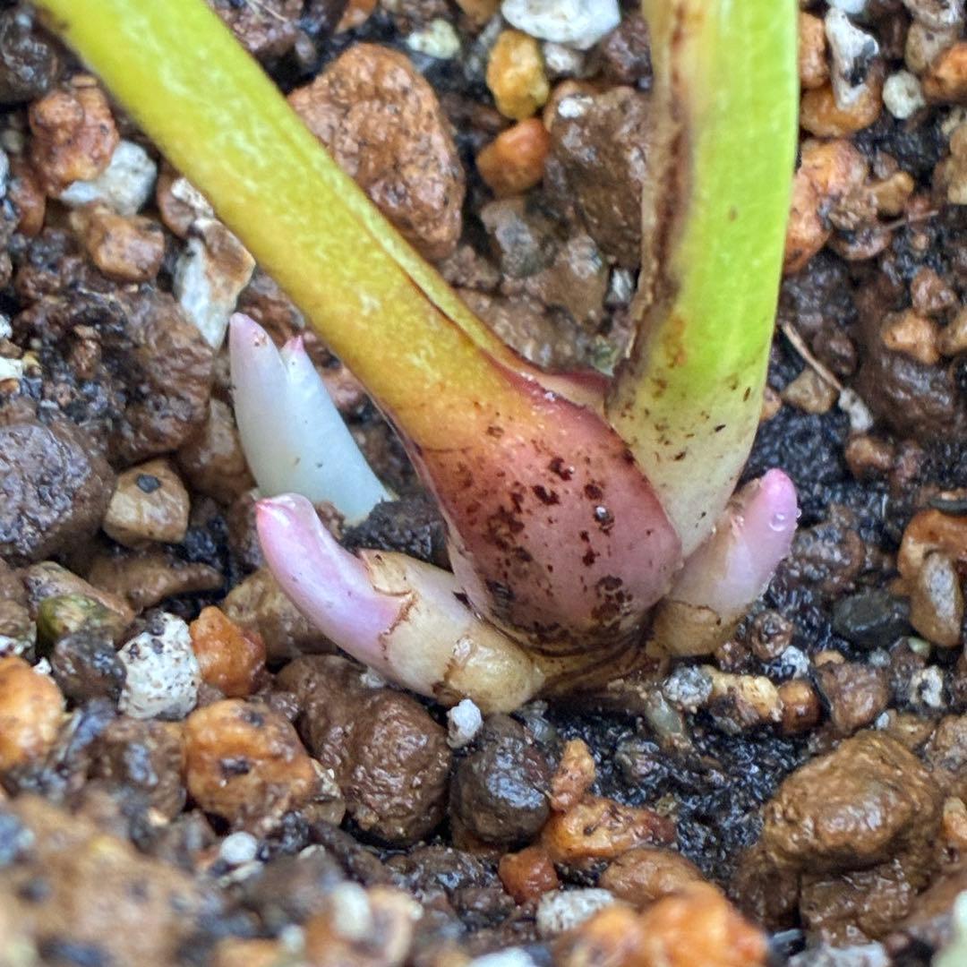 バ*カ様 ☘️ラスト2☘️最新超レア☘️根充実❤️沢山新芽元気株❤️3231⭐️