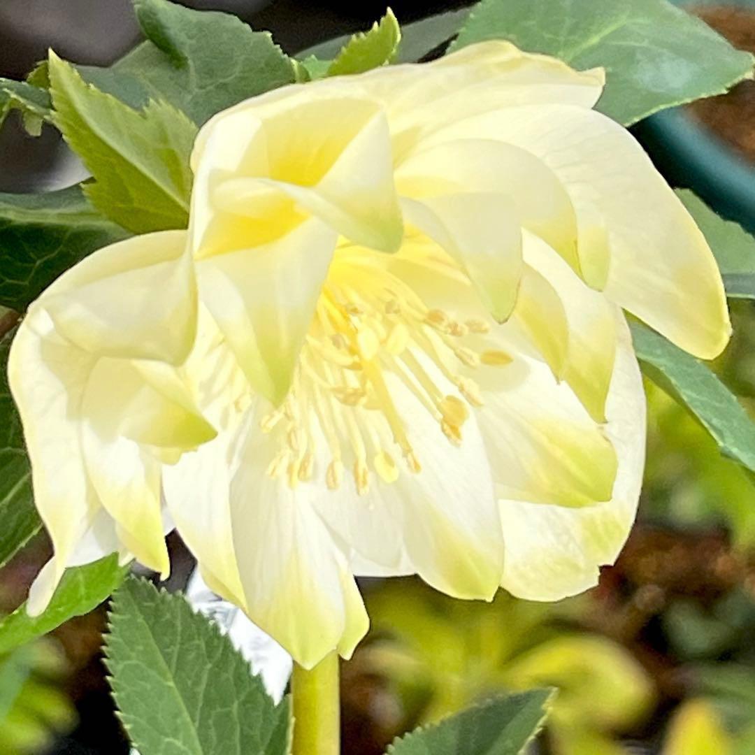 バ*カ様 ☘️ラスト2☘️最新超レア☘️根充実❤️沢山新芽元気株❤️3231⭐️