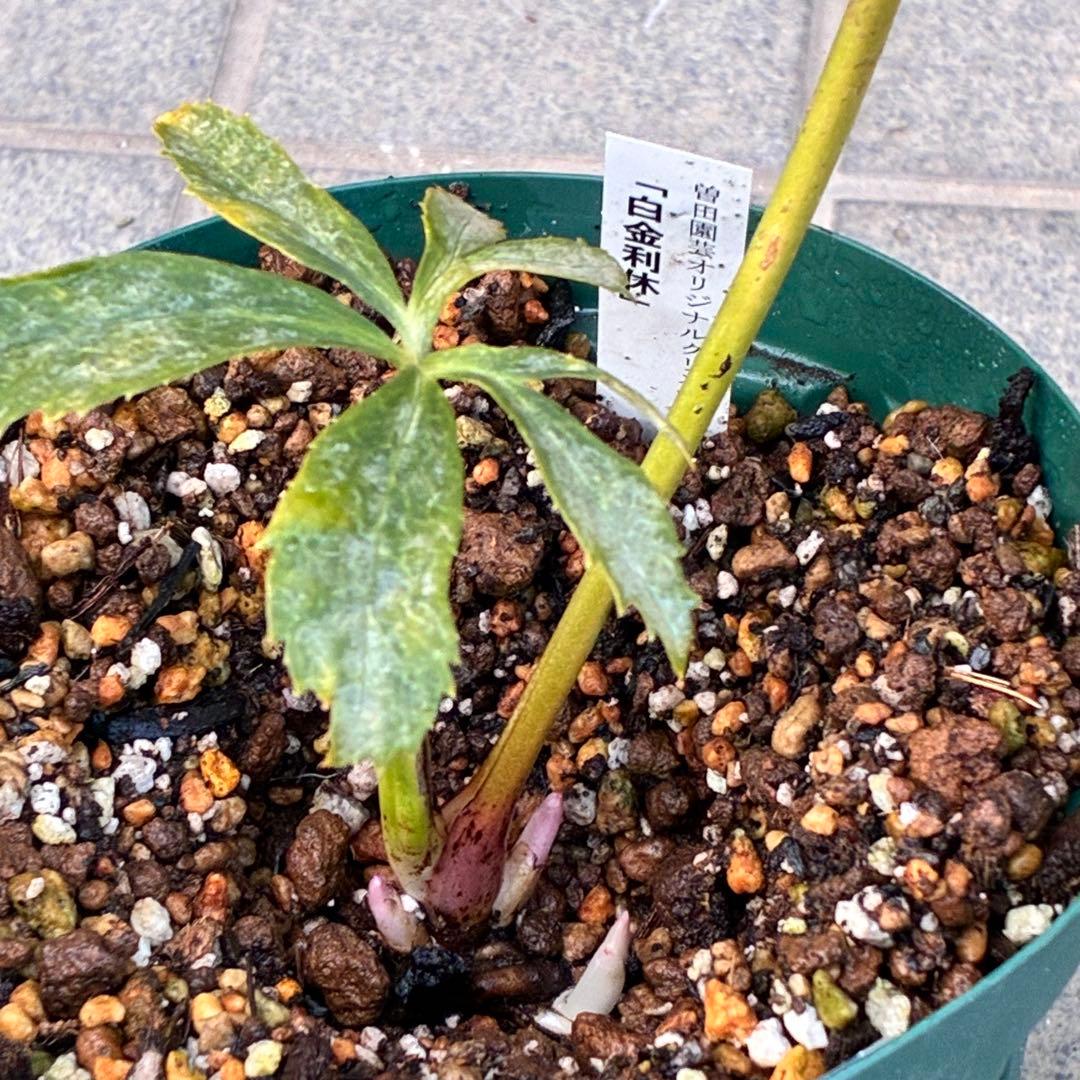 バ*カ様 ☘️ラスト2☘️最新超レア☘️根充実❤️沢山新芽元気株❤️3231⭐️