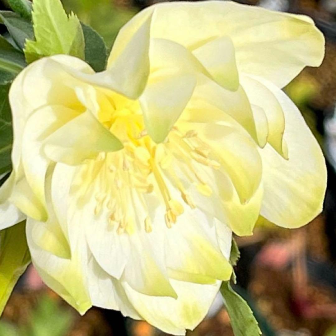 バ*カ様 ☘️ラスト2☘️最新超レア☘️根充実❤️沢山新芽元気株❤️3231⭐️