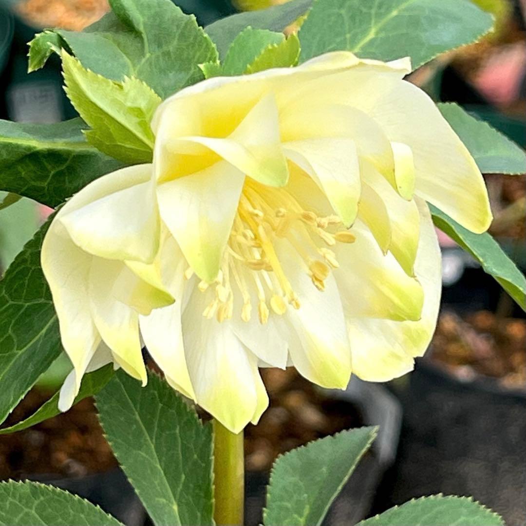 バ*カ様 ☘️ラスト2☘️最新超レア☘️根充実❤️沢山新芽元気株❤️3231⭐️