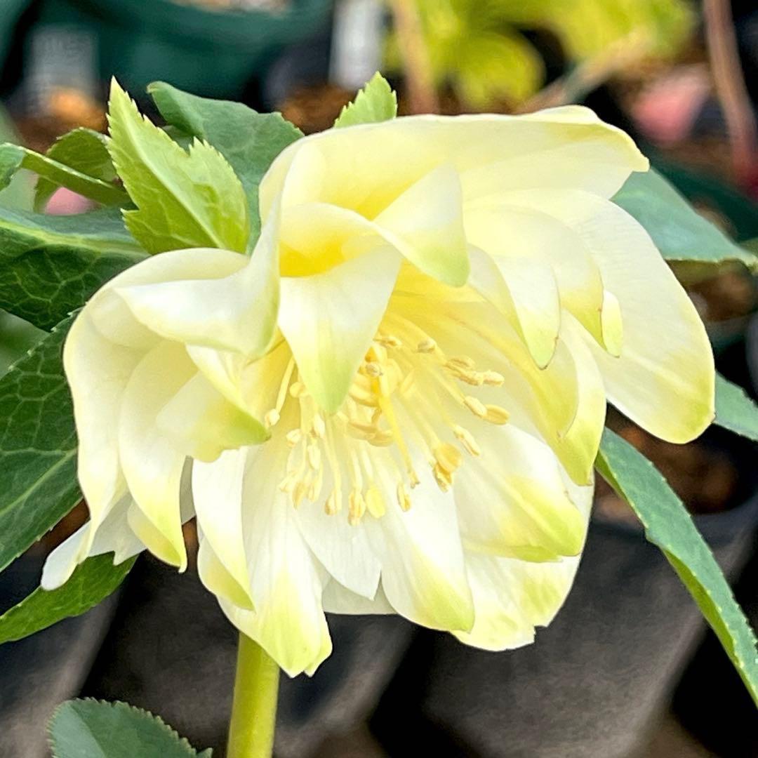 バ*カ様 ☘️ラスト2☘️最新超レア☘️根充実❤️沢山新芽元気株❤️3231⭐️