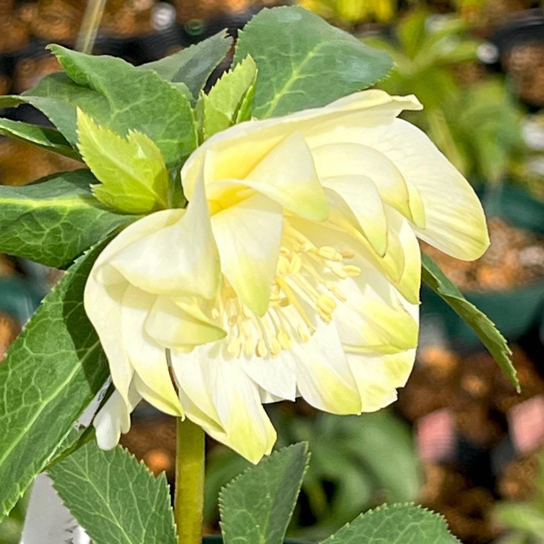 バ*カ様 ☘️ラスト2☘️最新超レア☘️根充実❤️沢山新芽元気株❤️3231⭐️