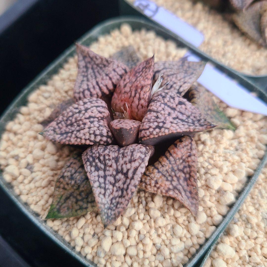 レッドブーツ 実生レッド系 確認用