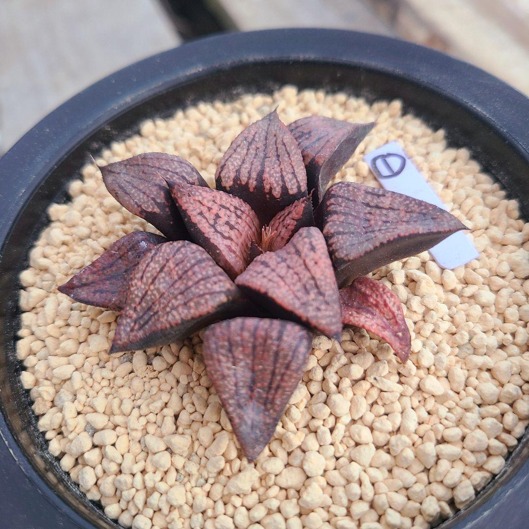 レッドブーツ 実生レッド系 確認用