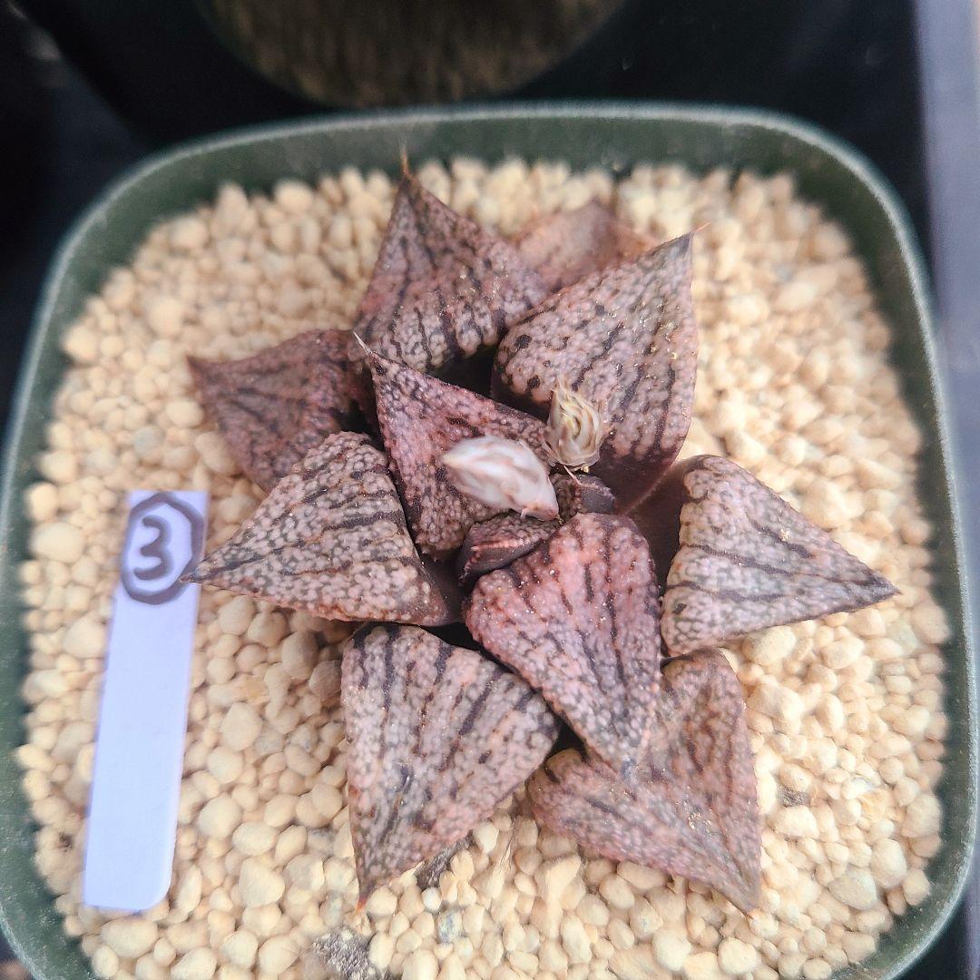 レッドブーツ 実生レッド系 確認用