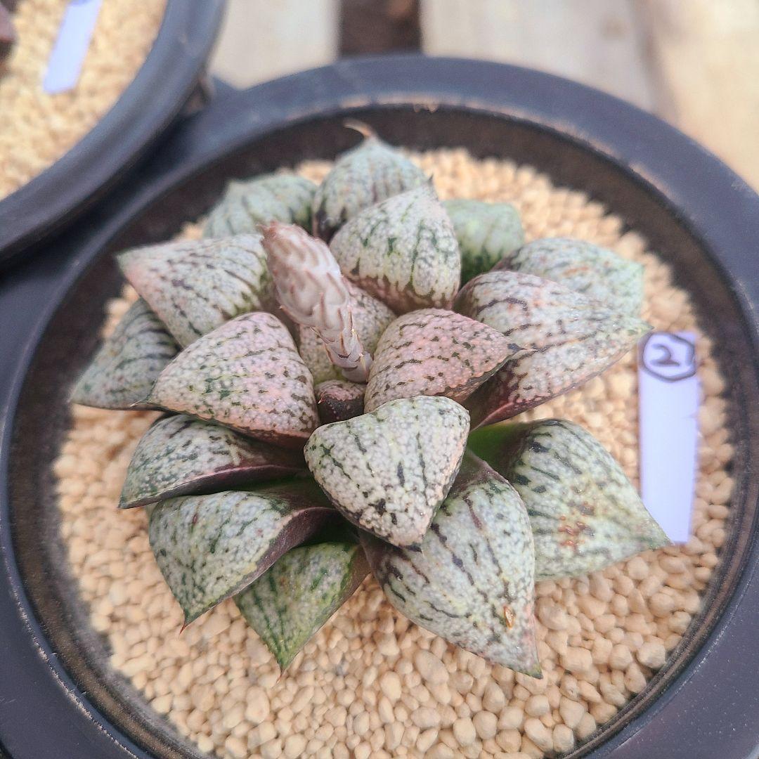 レッドブーツ 実生レッド系 確認用