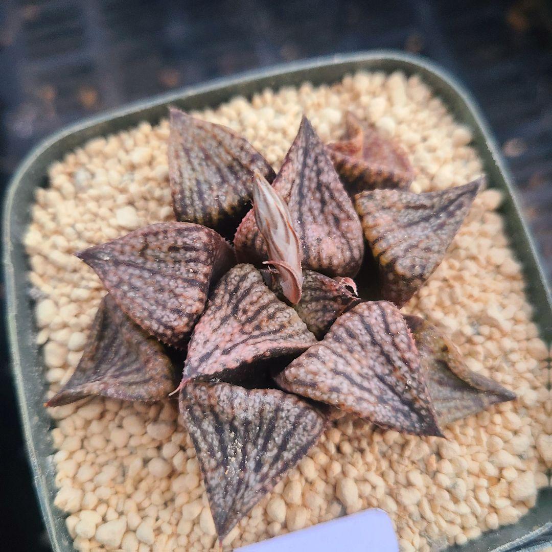 レッドブーツ 実生レッド系 確認用