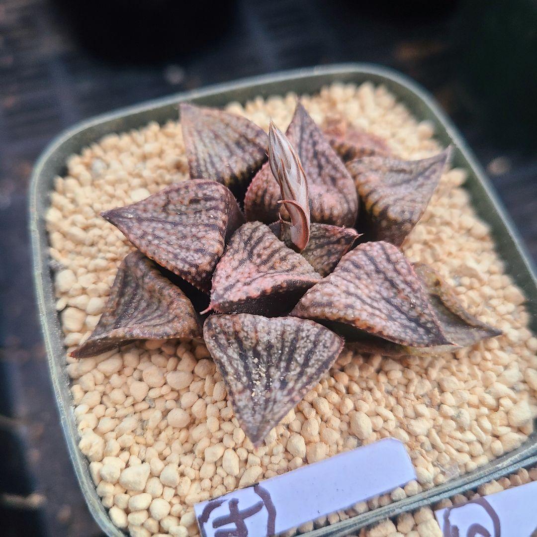 レッドブーツ 実生レッド系 確認用