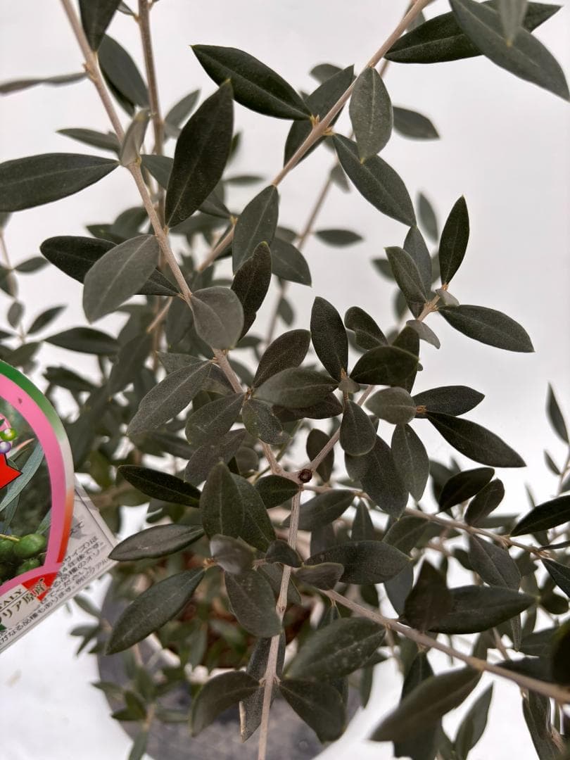 オリーブの木 ロシオーラ 7号 約130cm K-317 現品掲載 - メルカリ