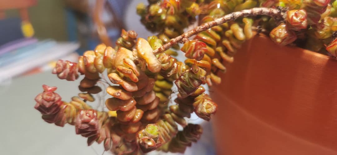 舞乙女 多肉植物 銭串 古株，大苗，大群生株 根付き発送 撮影12月