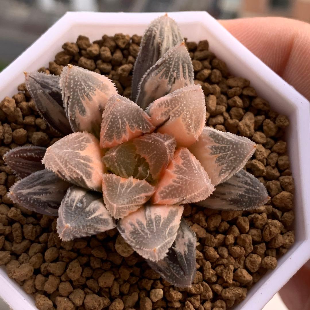 多肉植物 ハオルチア 白帝城錦糊斑 - メルカリ