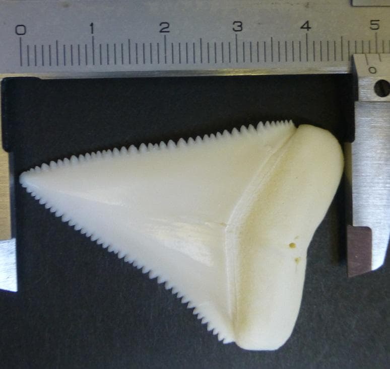 ホホジロザメ（C. carcharias）の歯 (A’品) 48.0ｍｍ