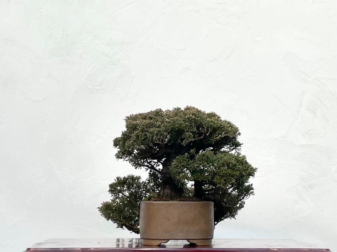 三河盆栽　真柏　盆栽