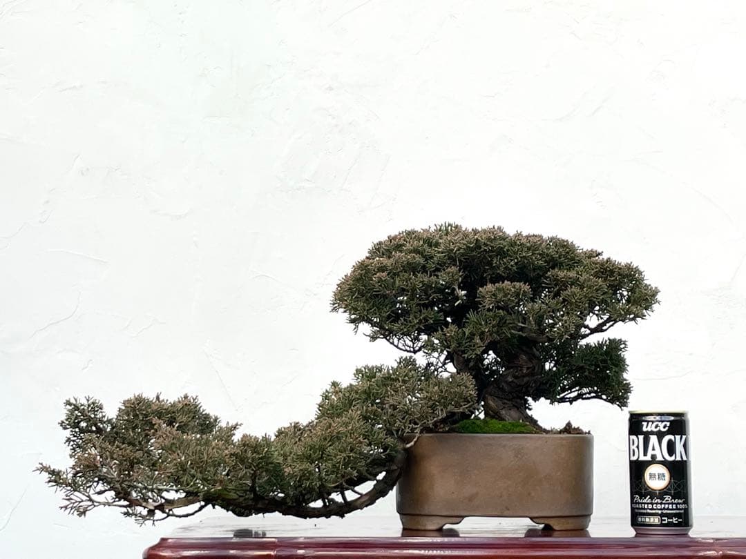三河盆栽　真柏　盆栽