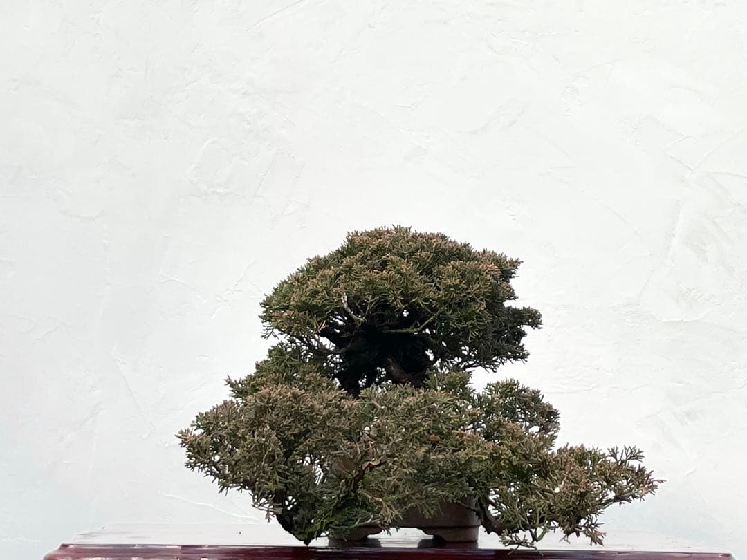 三河盆栽　真柏　盆栽