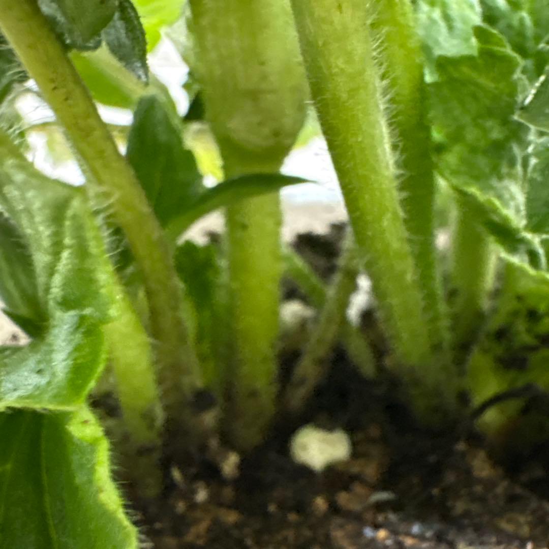 ラナンキュラスラックス♡テセウス♡5号♡メルカリ便 - メルカリ