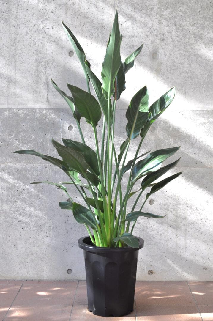 ストレリチア レギネ 10号 140cm