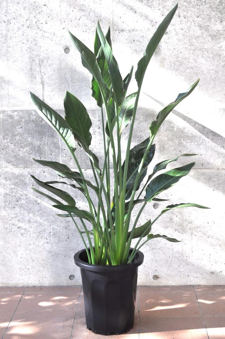 ストレリチア レギネ 10号 140cm