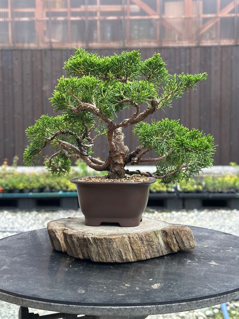 盆栽 糸魚川真柏