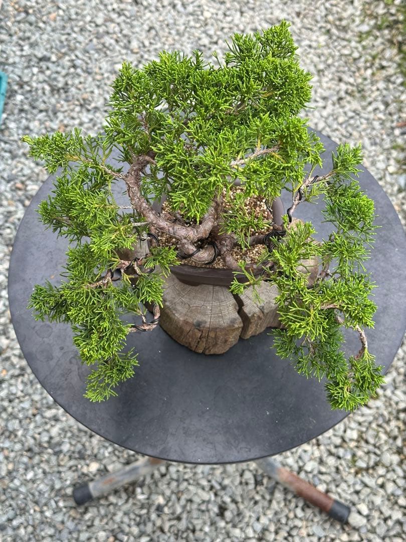 盆栽 糸魚川真柏