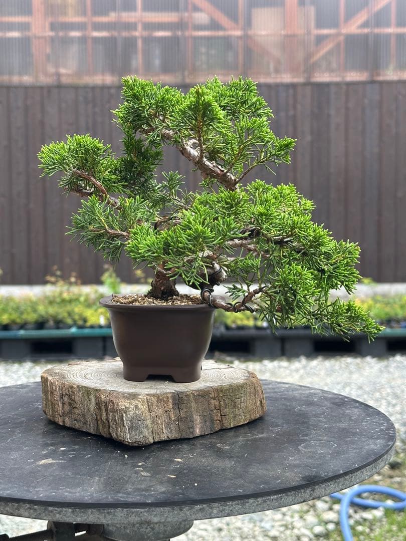 盆栽 糸魚川真柏