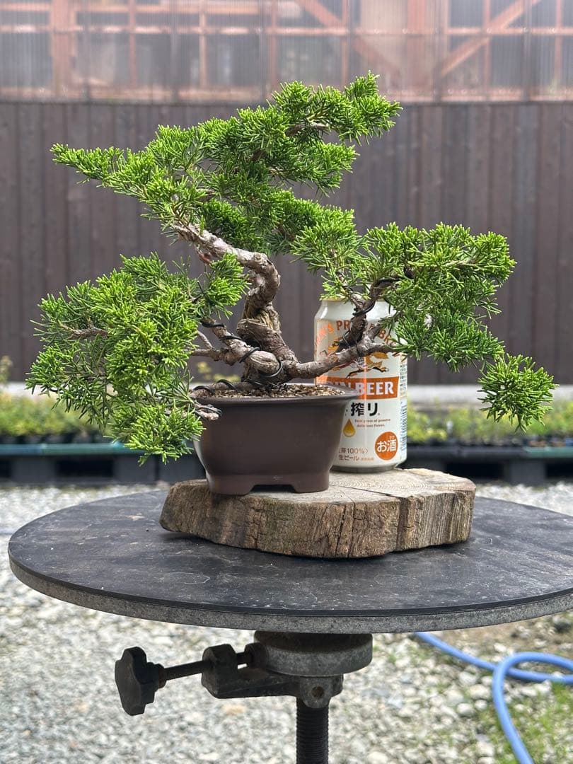 盆栽 糸魚川真柏